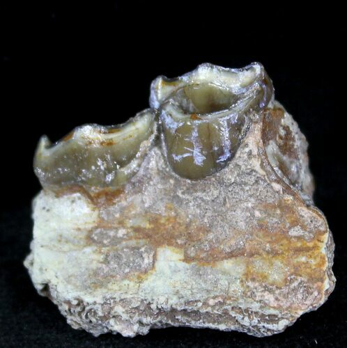 Oligocene Camel (Poebrotherium) Jaw Section #21136